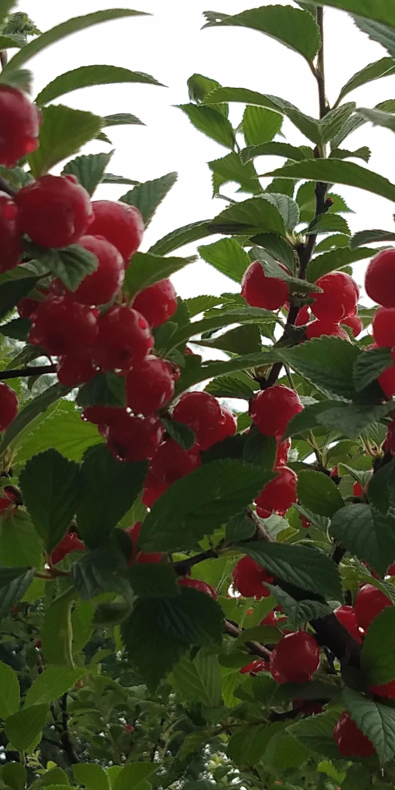 今年冬天的不同今年的冬天又一次寒潮来袭又到了零下五度真的不容易啊这天是没完没了了