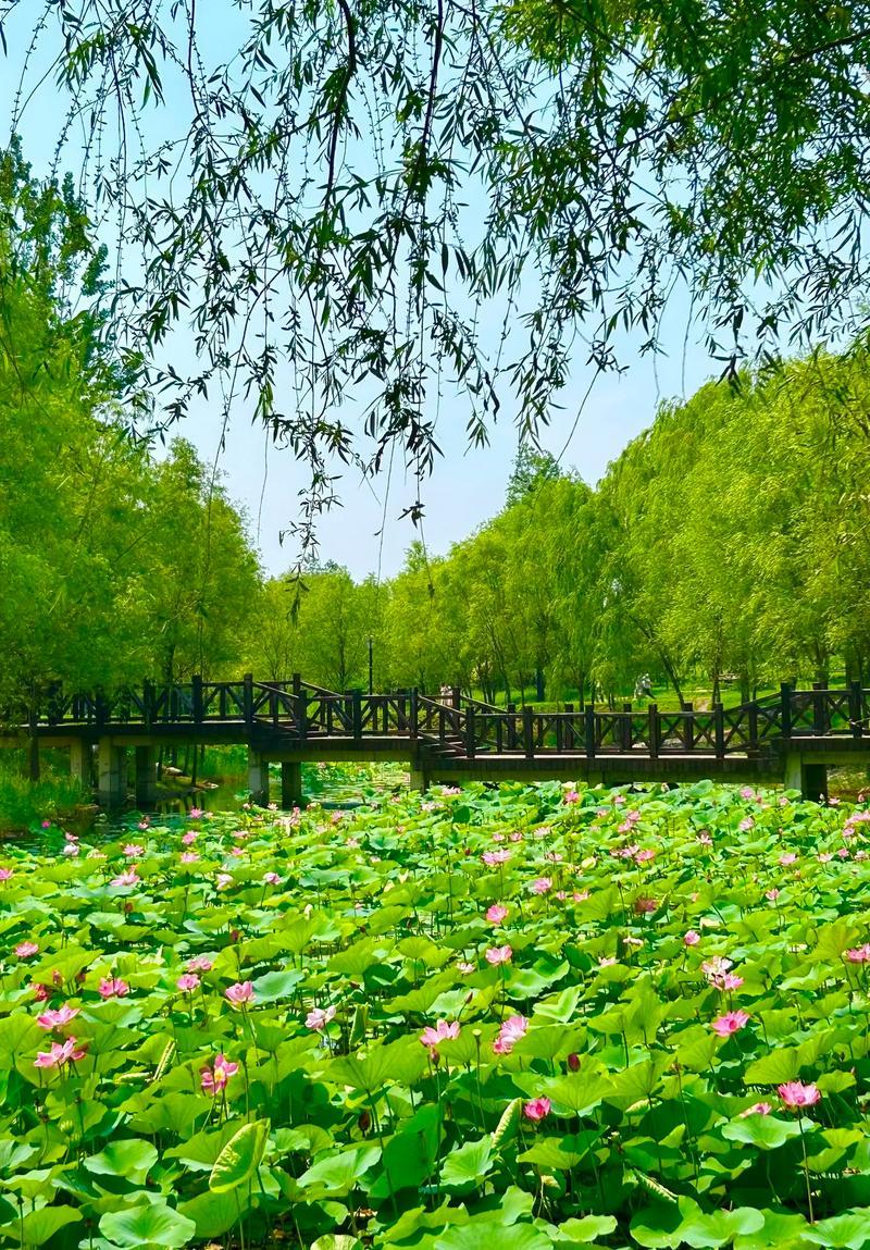 下联：荷塘赏景风流连。

（图片来自网络）
