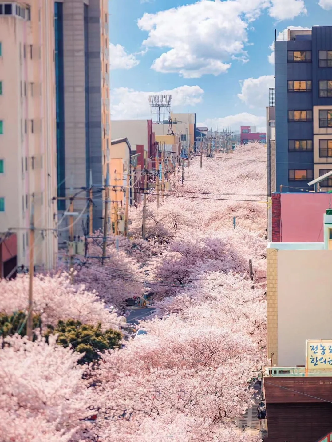 济州岛最浪漫的樱花海🌸来这条街看樱吹雪！