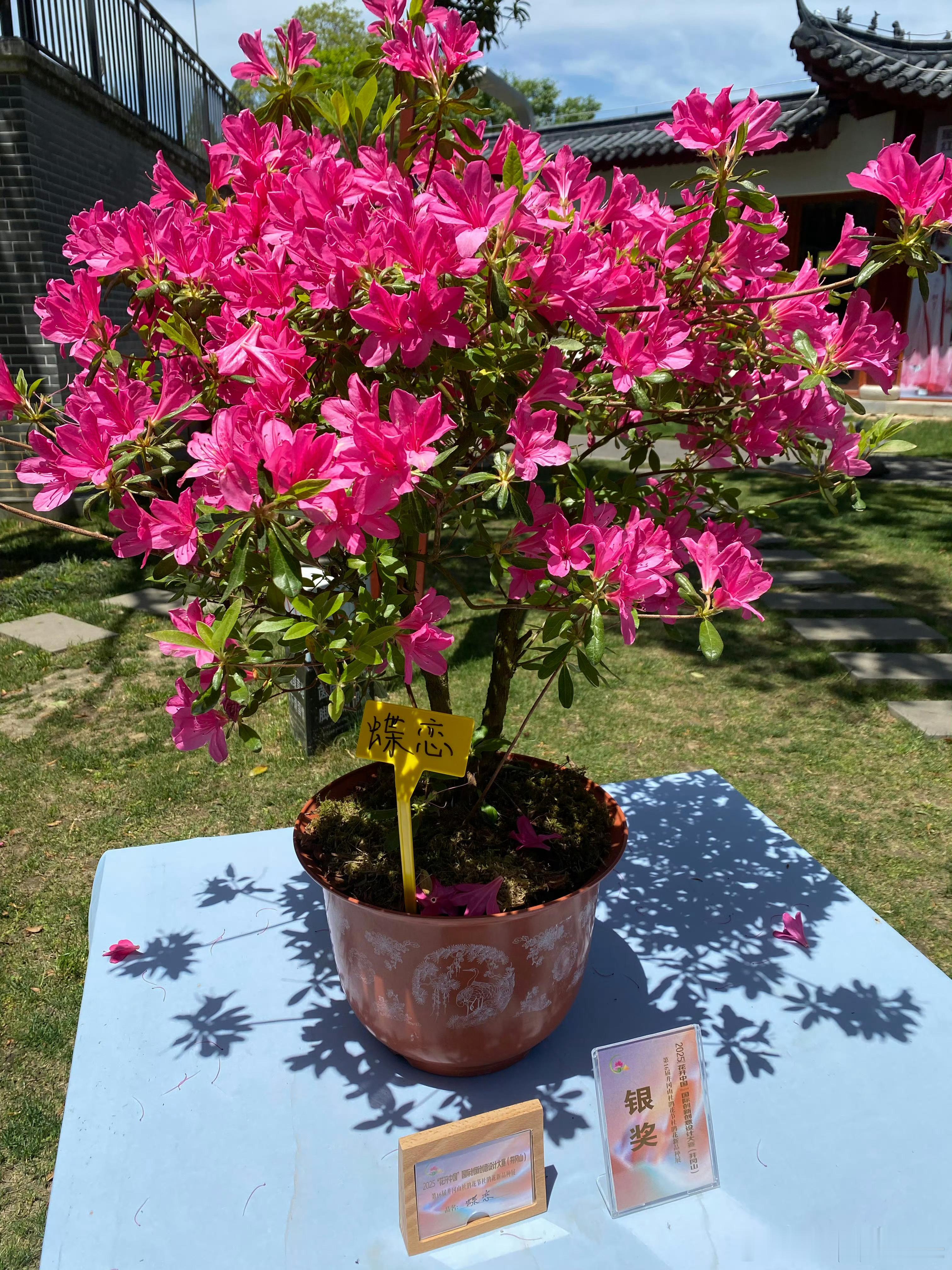 大家拜年啦！各位粉丝朋友们，马上就要过春节了，莎莎先给大家提前拜个早年。2025