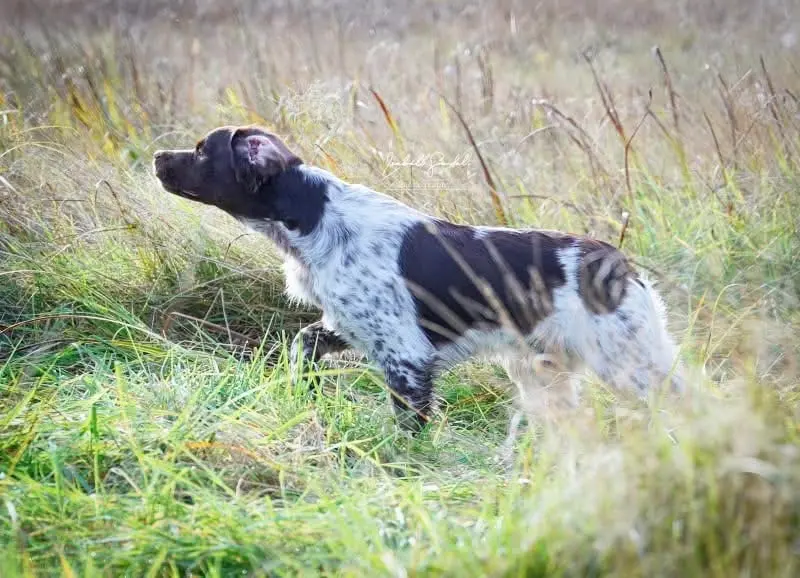 法国🇫🇷遗传学 棕色布列塔尼犬 breton