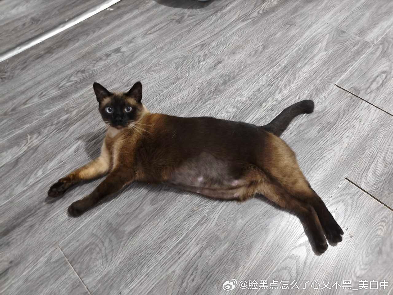 3032只黑脸孩子肚子上长了屁股 