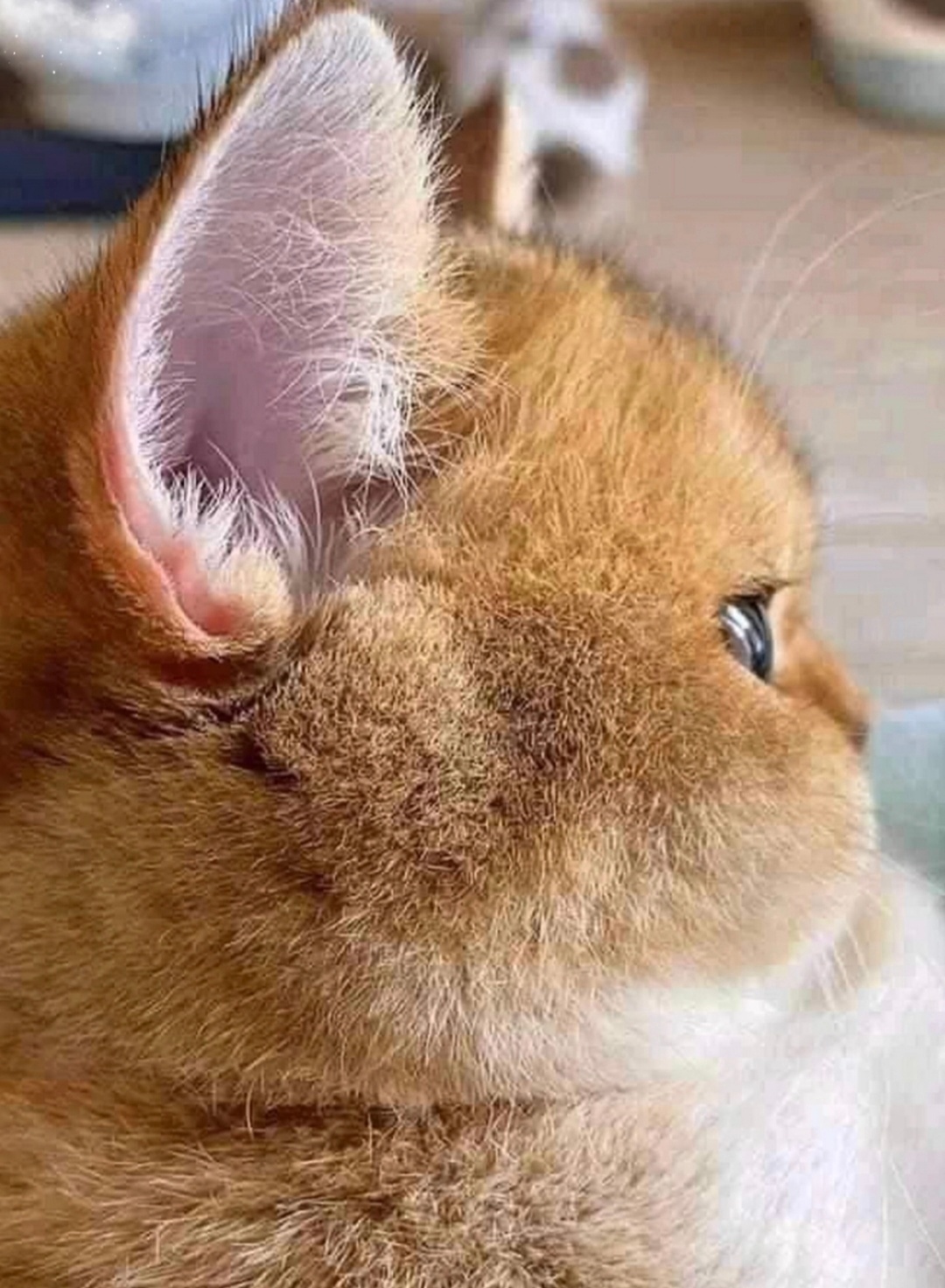 侧颜如画  … 🐈⬛ 
