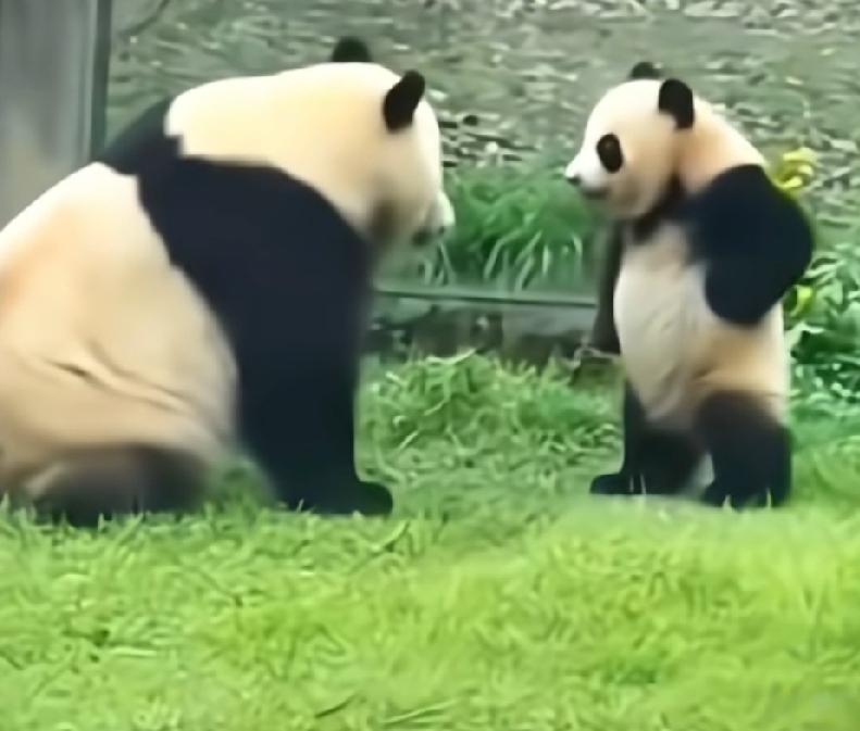 小五：你敢打我我就告诉外公
莽仔：逆子！
小五：打小孩是犯法的，我报警
莽仔：老