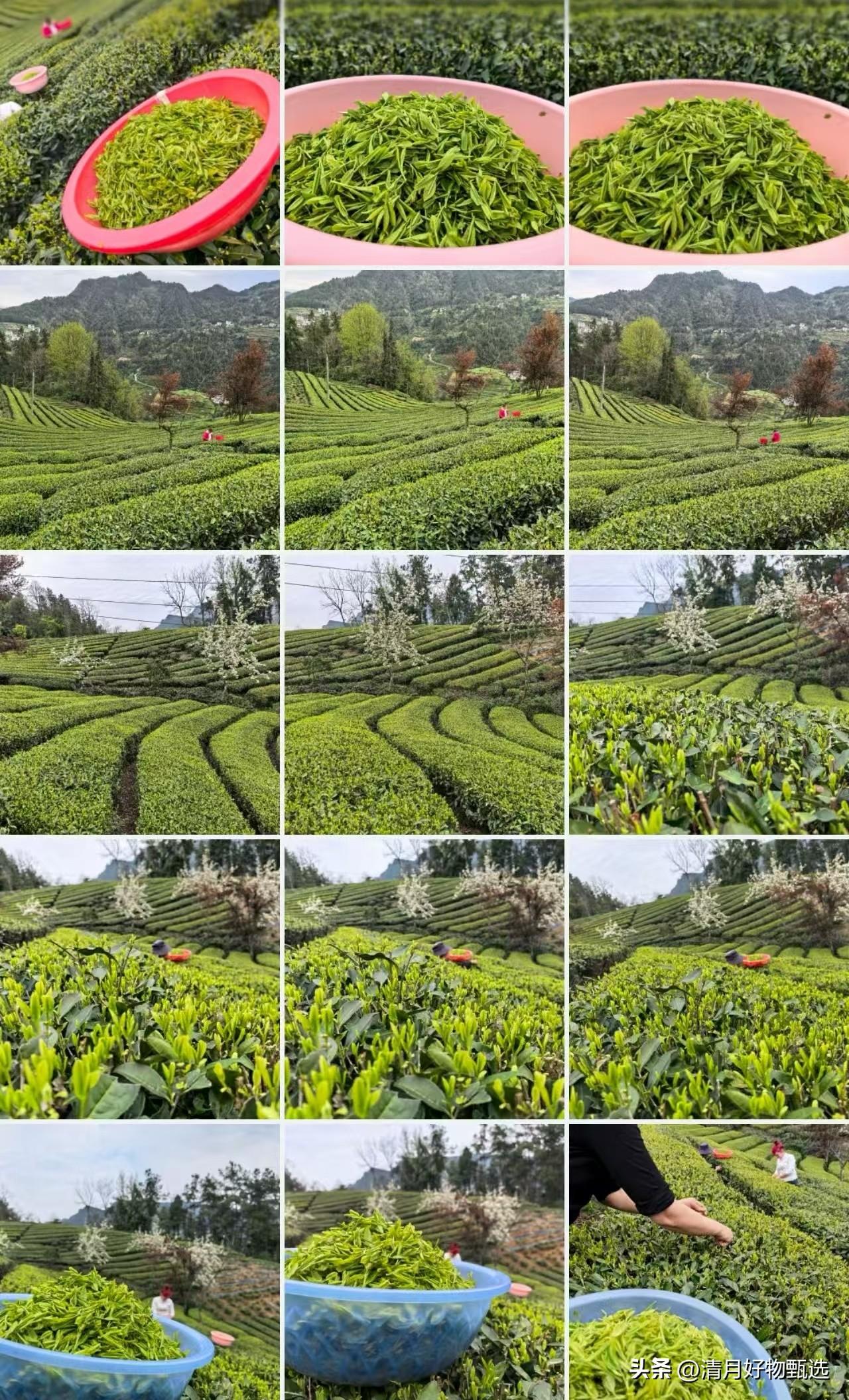 清明节将至，春意盎然，万里晴空，正是采摘和制作绿茶的最佳时节。我特意抽空走访茶园