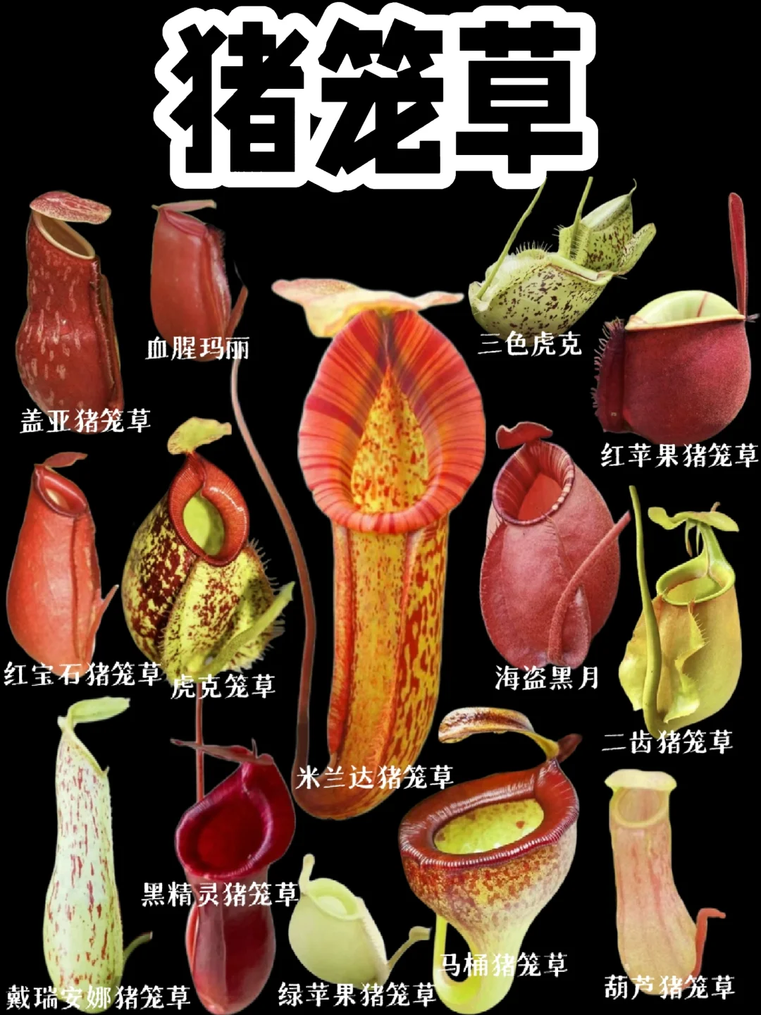 【猪笼草】感叹❗大自然的神奇