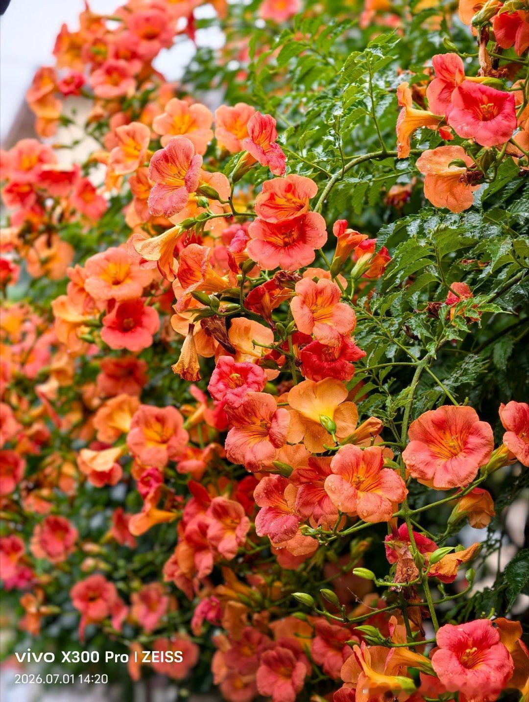 邻居家爬满院墙的凌霄花，着实把我美呆了。青翠藤蔓顺着围墙攀援，爬上墙头又瀑布般地