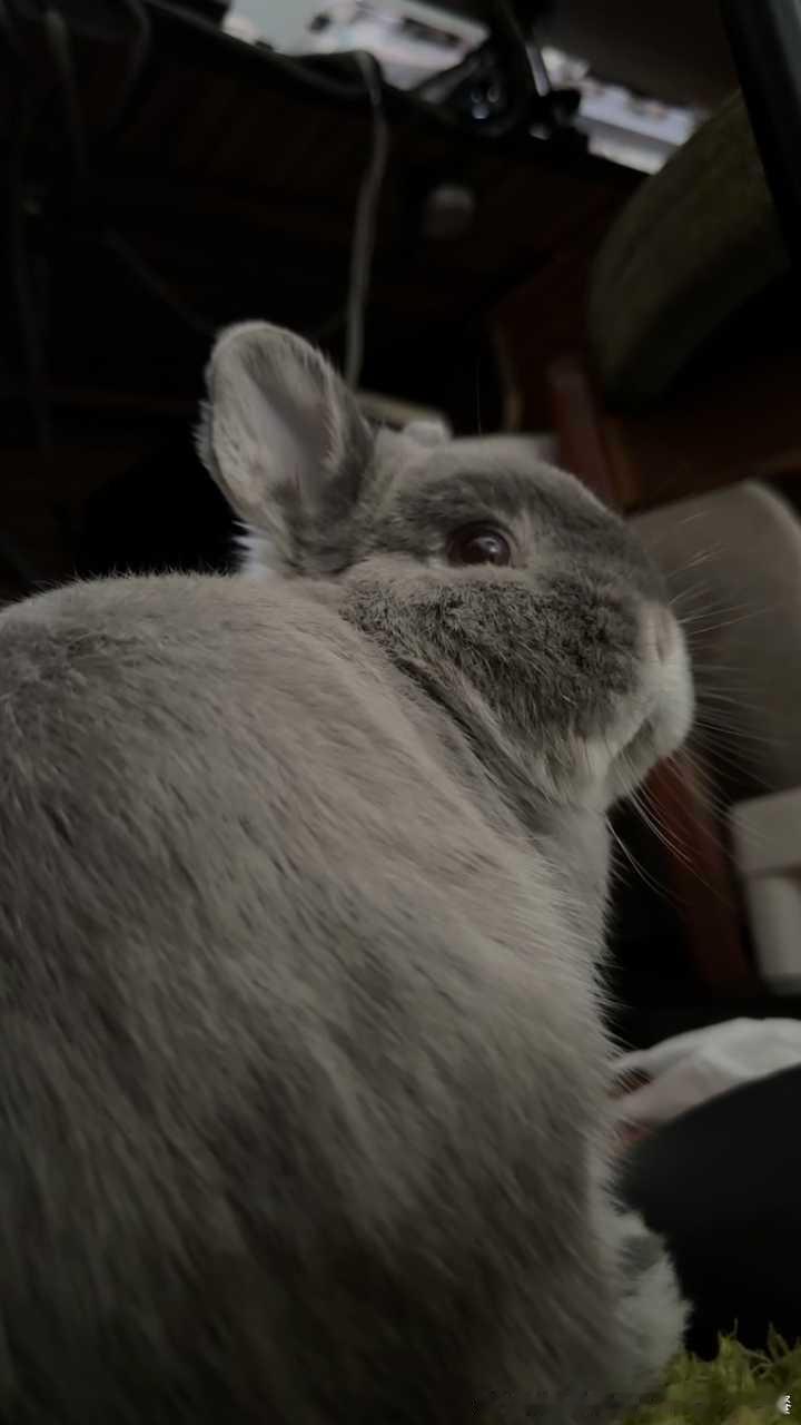 15279🐇【🦭】家有海豹 ​​​