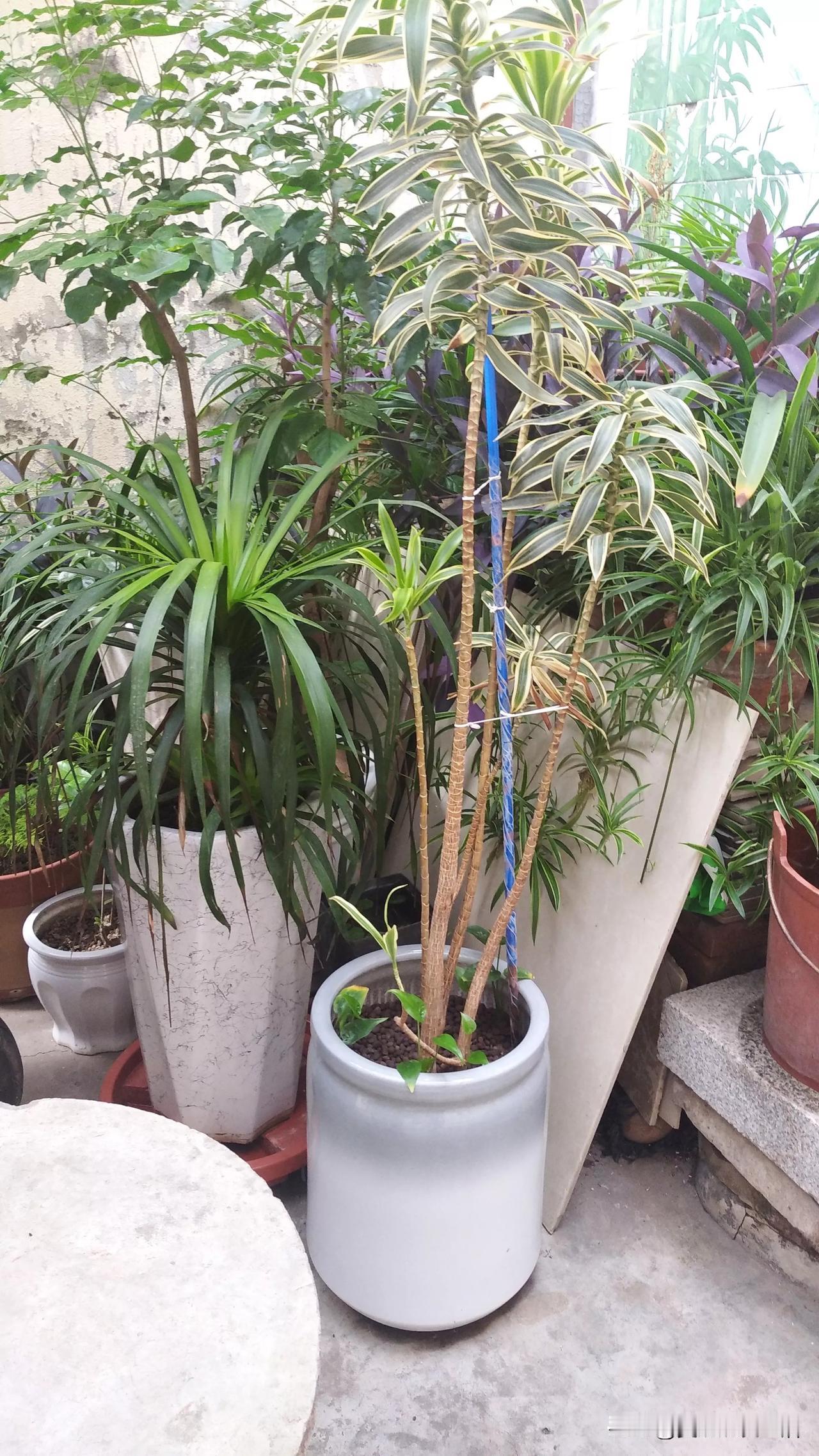 这花也得到‘避暑山庄’凉快凉快。儿子新家里两盆花，那什么金边龙竹，听说一盆花花了