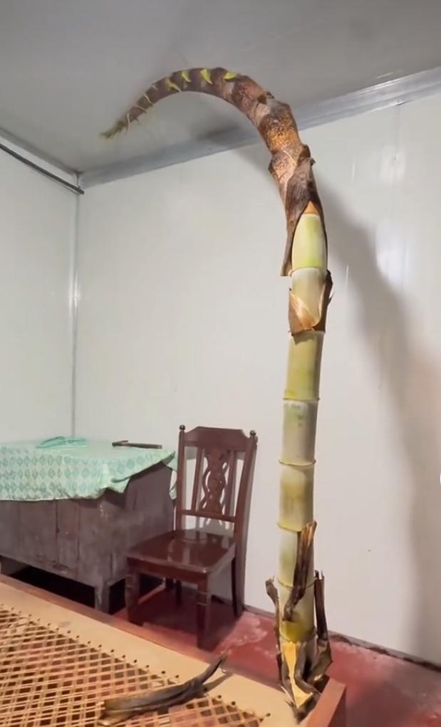 最近网上一则“春笋野蛮生长破屋而入，顶变形屋顶”的新闻火了。有位屋主的自建老房挨
