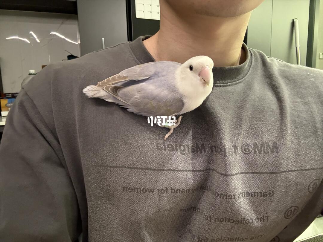 爱