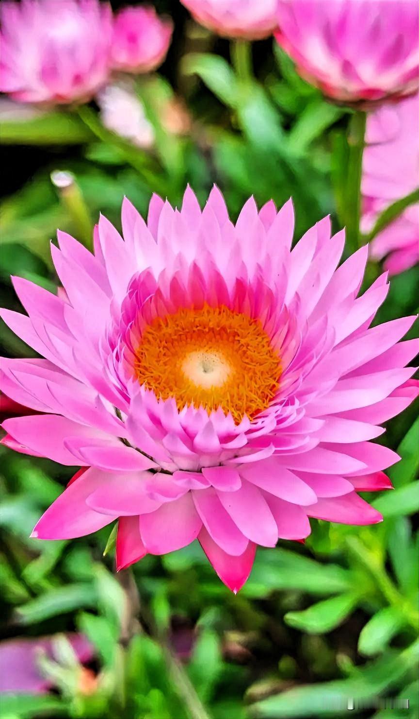 霍尔木兹海峡的开和关对世界油价影响是巨大的。

它的关闭直接影响日本股市和韩国股