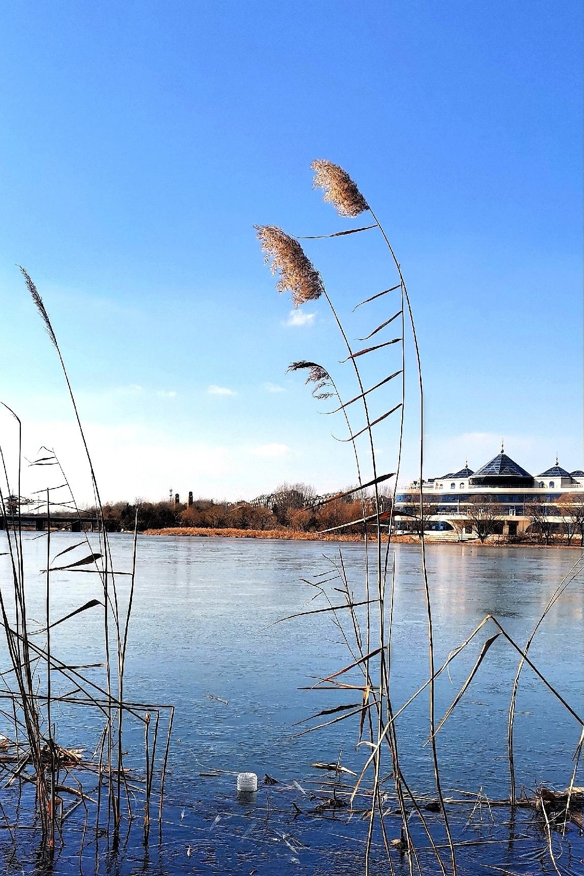 芦杆摇浅冰，枯草荒野山。
