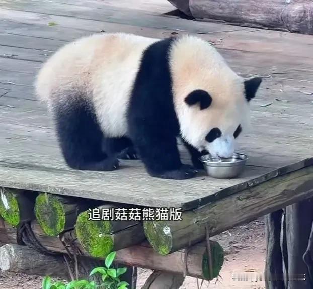 小月亮喝盆盆奶时也会像爱姐一样塌腰撅臀，它们都很会利用时间，知道时间很宝贵，必须