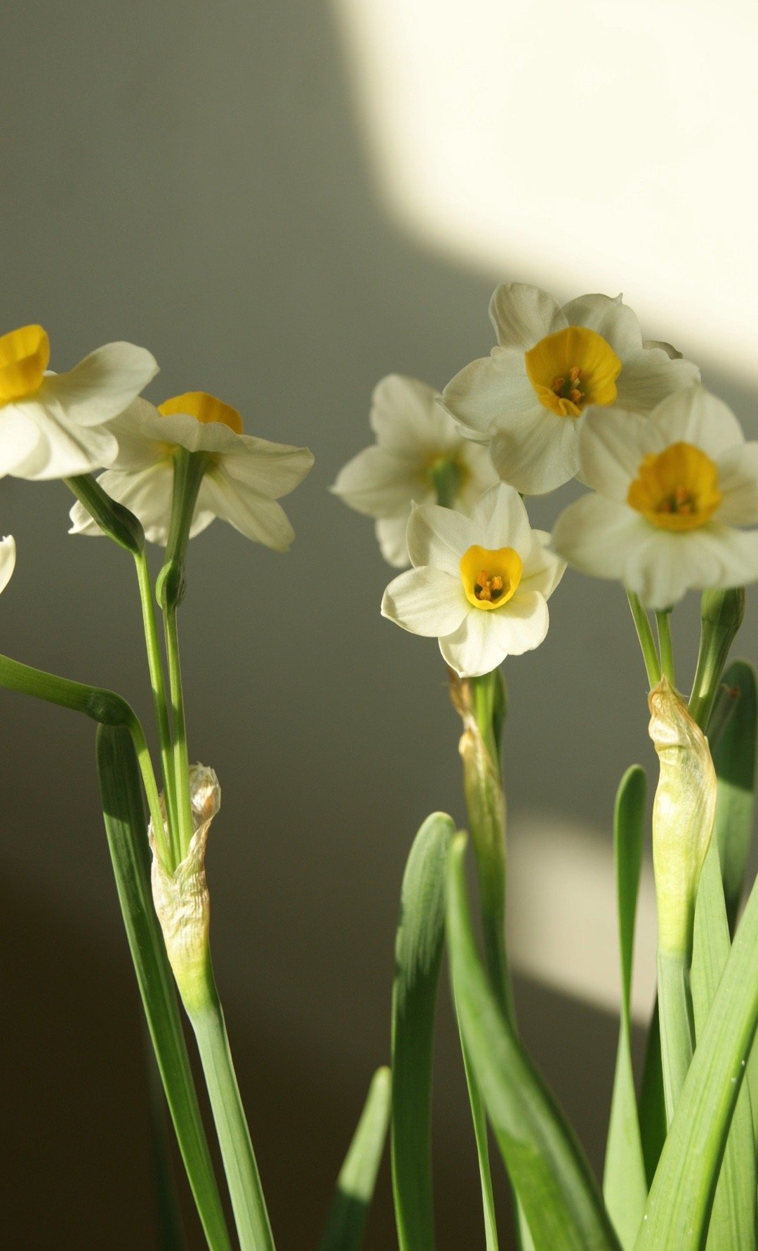 有一种水仙叫舞蹈家 这款水仙也太特别了，花瓣翻卷像舞者的裙摆，不用大红大紫，也能
