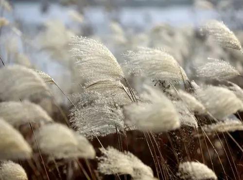一川秋色（首发）
芦花似雪，白露为霜。
一川秋色，蒹葭苍苍。 
———1447