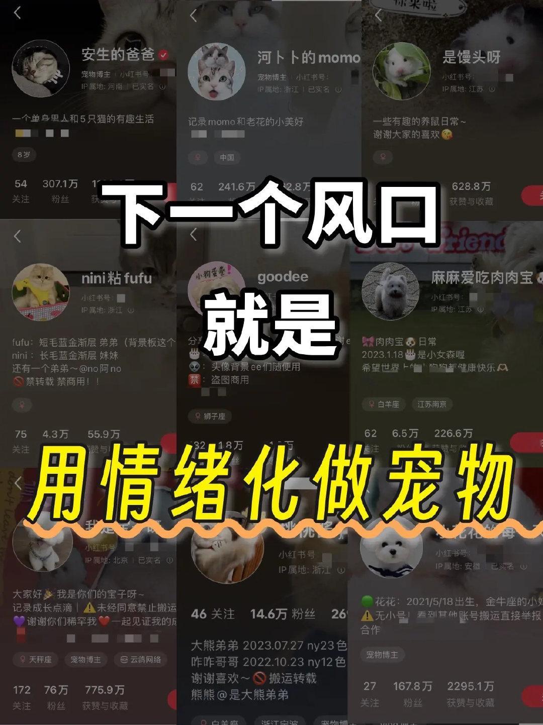 动物奇遇记动物奇趣  宠物博主避坑指南！低段位天天晒喂食洗澡流水账，高段位靠铲屎