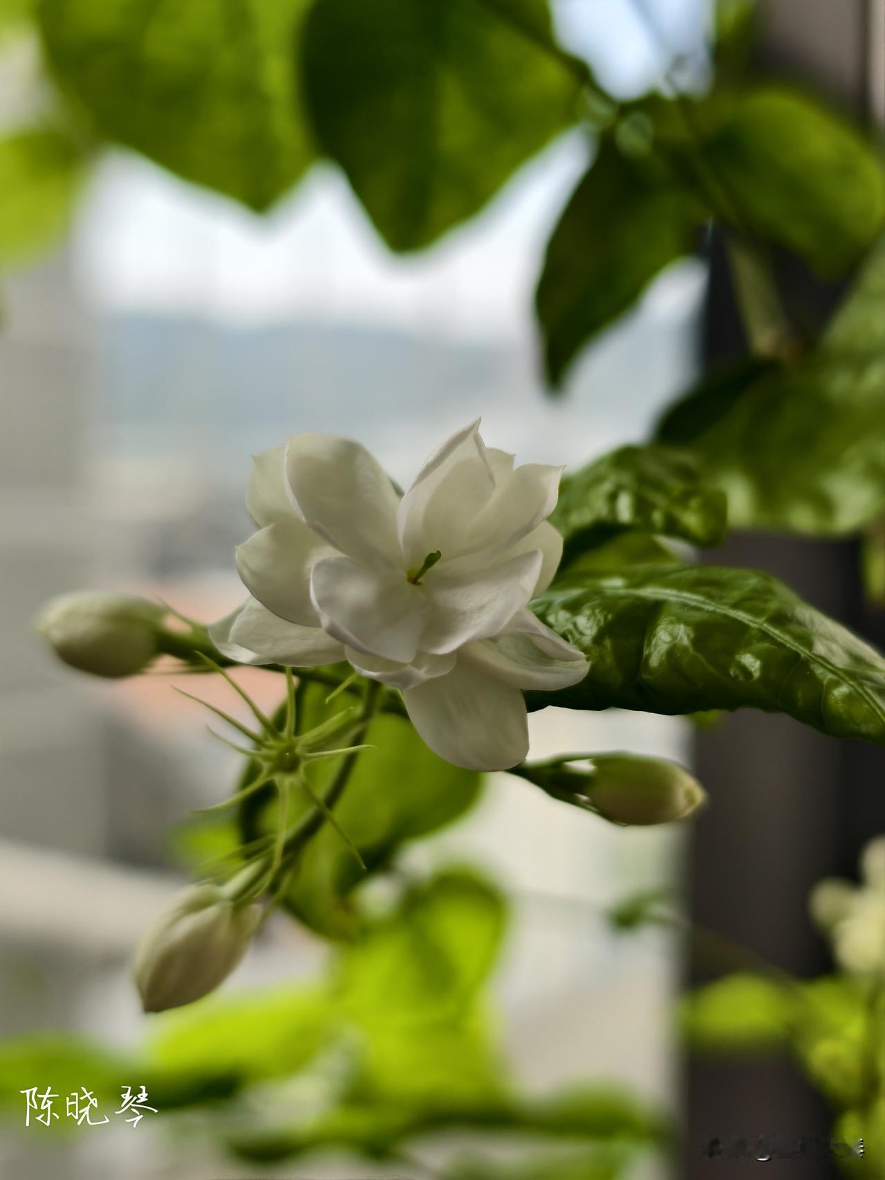 来一杯茶，坐这里听音乐看书，享受也！突然也不想追求诗与远方 。其实不是远方吸引人