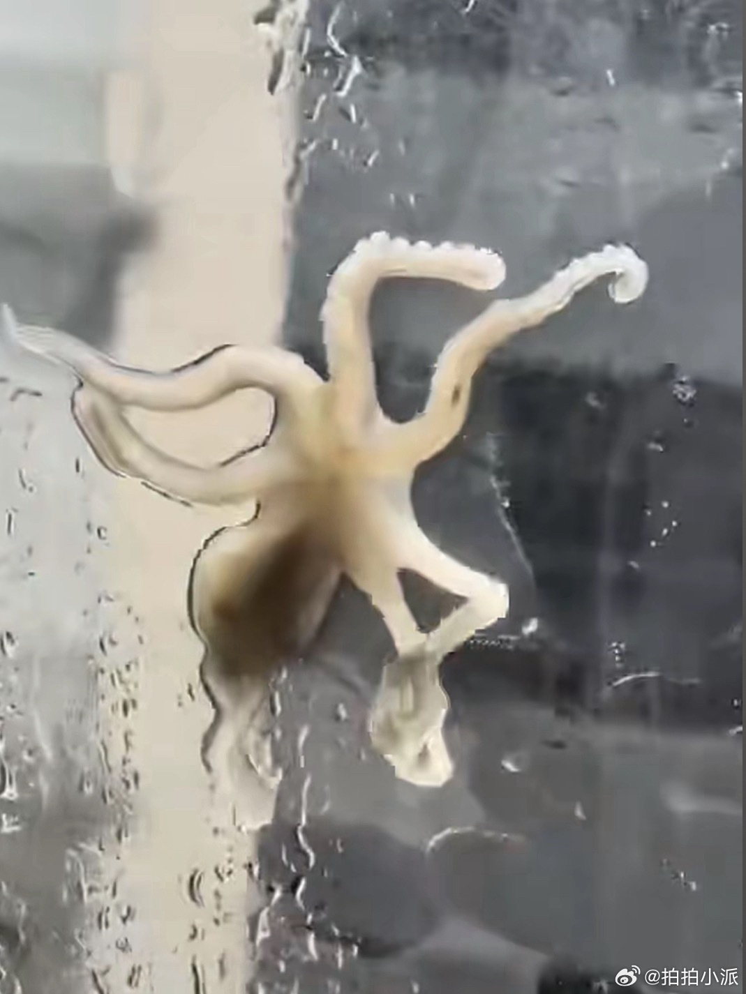 白海豚 上班，我也上班……我昨晚刷抖音刷到网友分享窗户上趴着海鲜，真假的不知道，