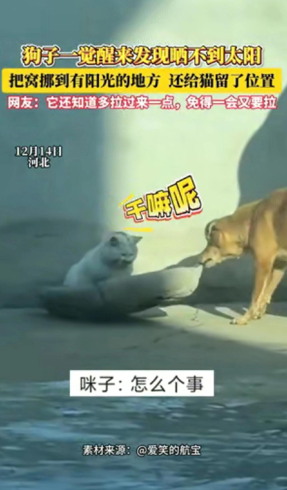 “解释不清了！”
河北，一狗狗和猫咪晒太阳，一觉醒来发现太阳晒不到了。不料，狗狗