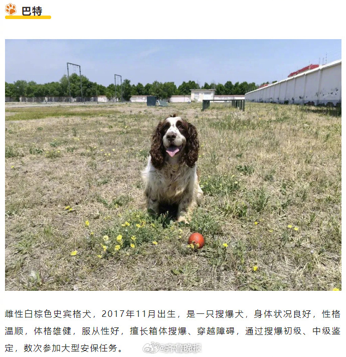 【#6只退役军犬在线等一个家#】#6只军犬退役公开招募领养人# 近日，武警第一机
