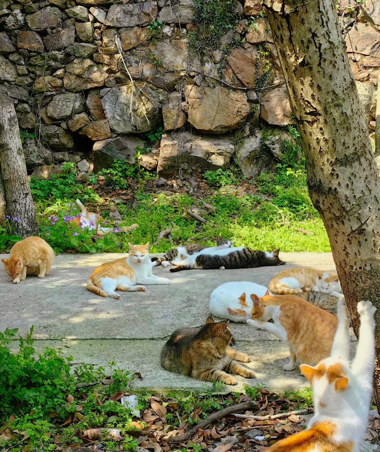 这捅了猫窝了么。
惠山好像有个猫咪乐园，保守估计20只以上猫猫，看告示牌上写的是