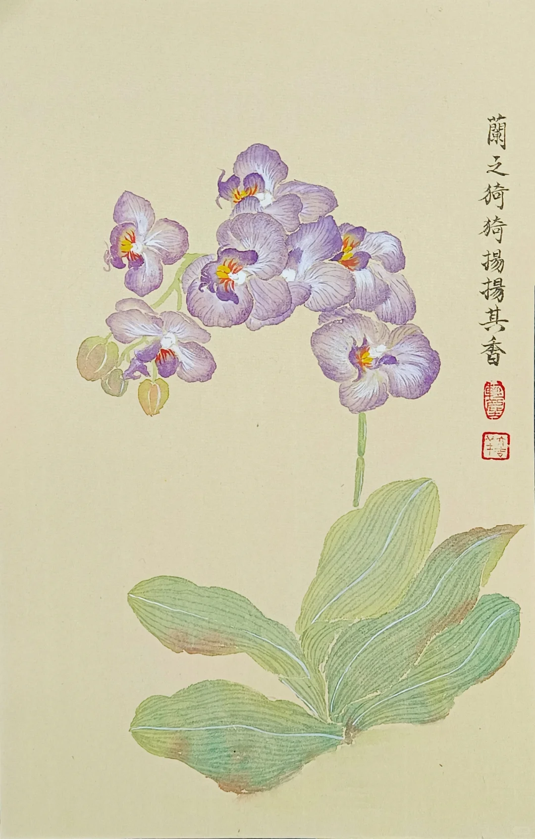 没骨画‖蝴蝶兰，兰之猗猗，扬扬其香