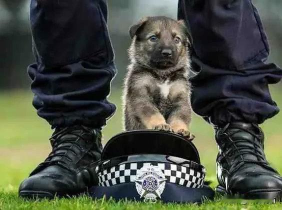 未成年小警犬，还没长大就开始上班咯！​​​