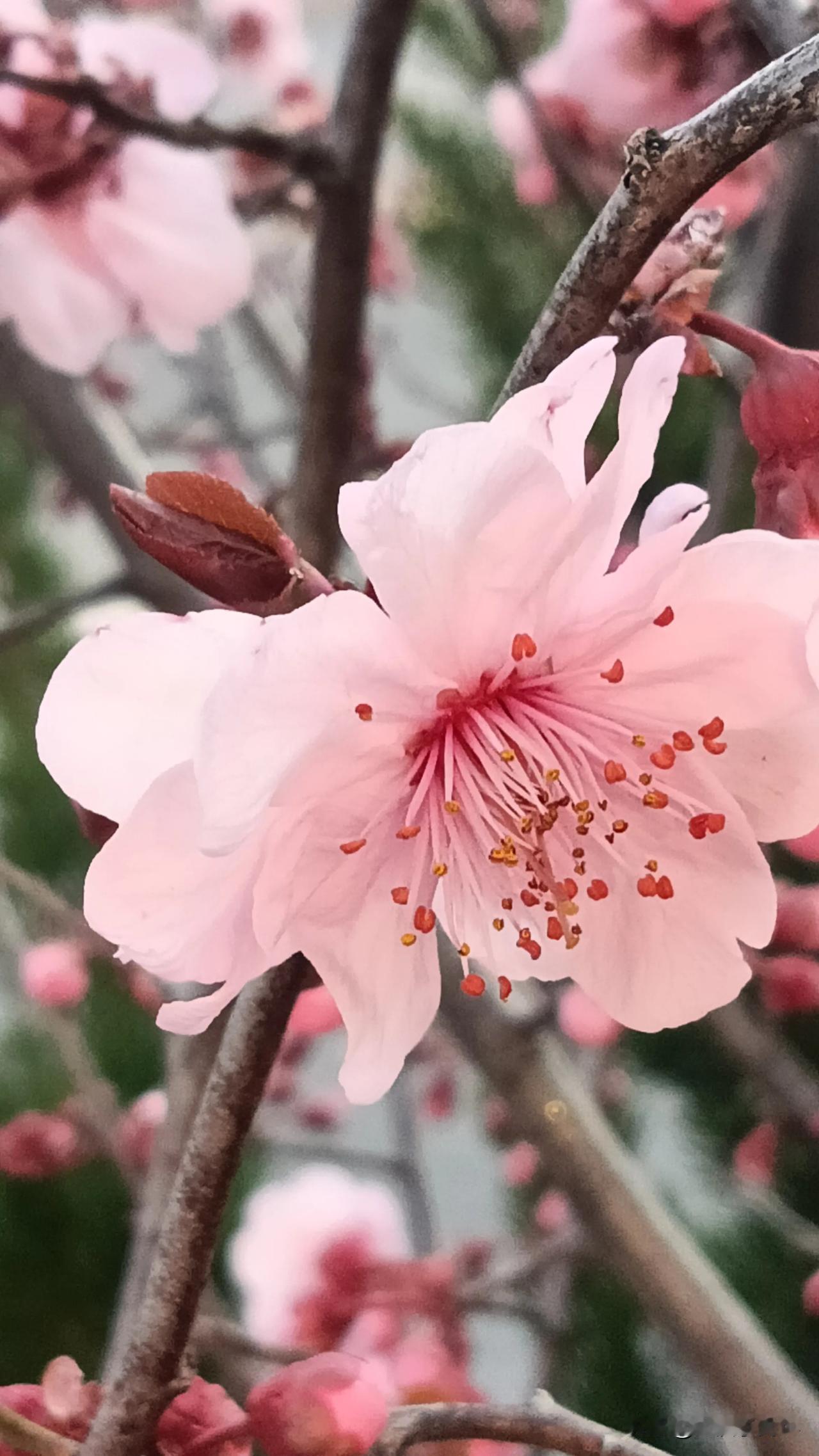 晒出你手机里的一张花束照片