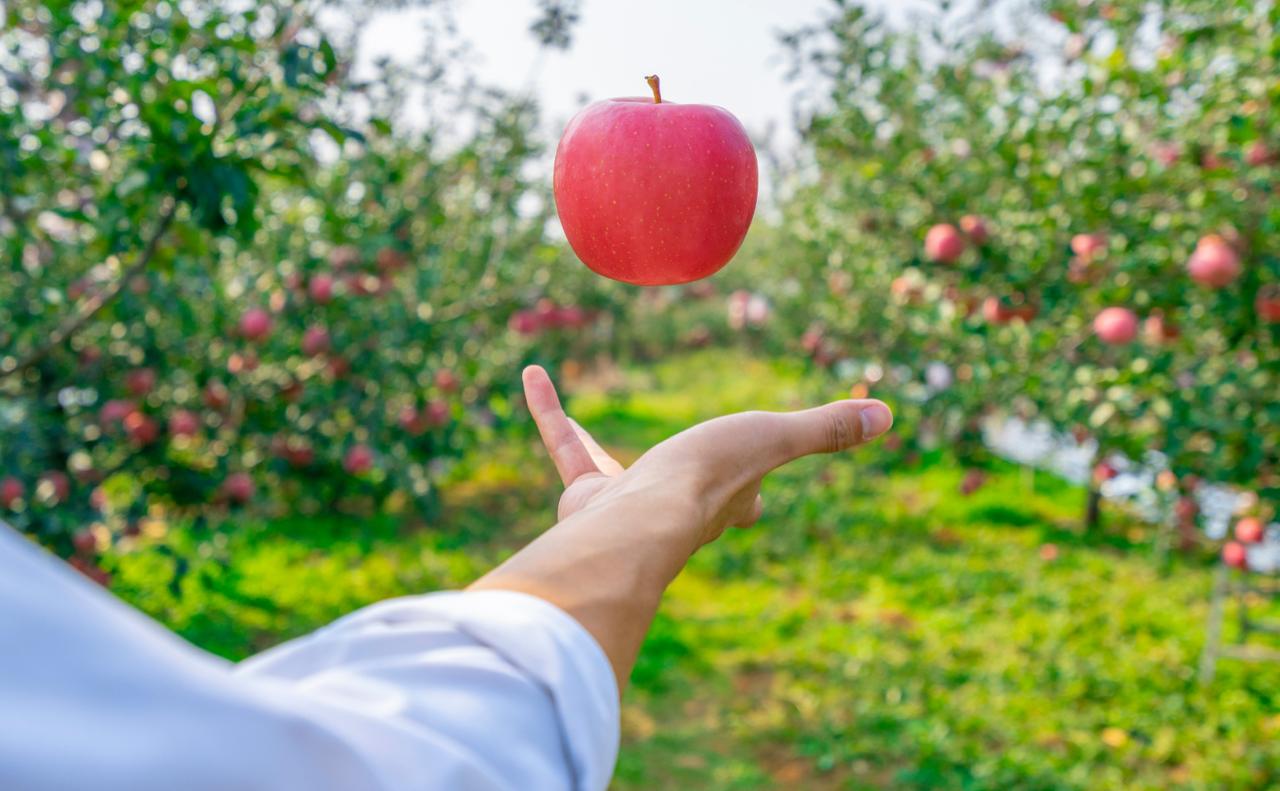【苹果什么时候吃最好？答案是……】

秋季养生搭子 苹果

苹果一年四季都能买到