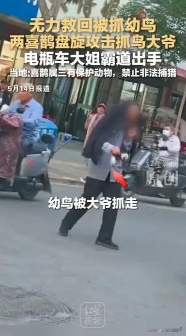 “太心疼了！”5月15日齐鲁壹点报道，宁夏，一位大爷趁着喜鹊爸妈不在，一把抓走了
