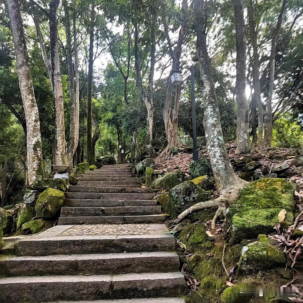 山林石阶藏野趣
一脚一步都是自在闲情
周末爬这山林石阶
那叫一个带劲！
石阶被岁