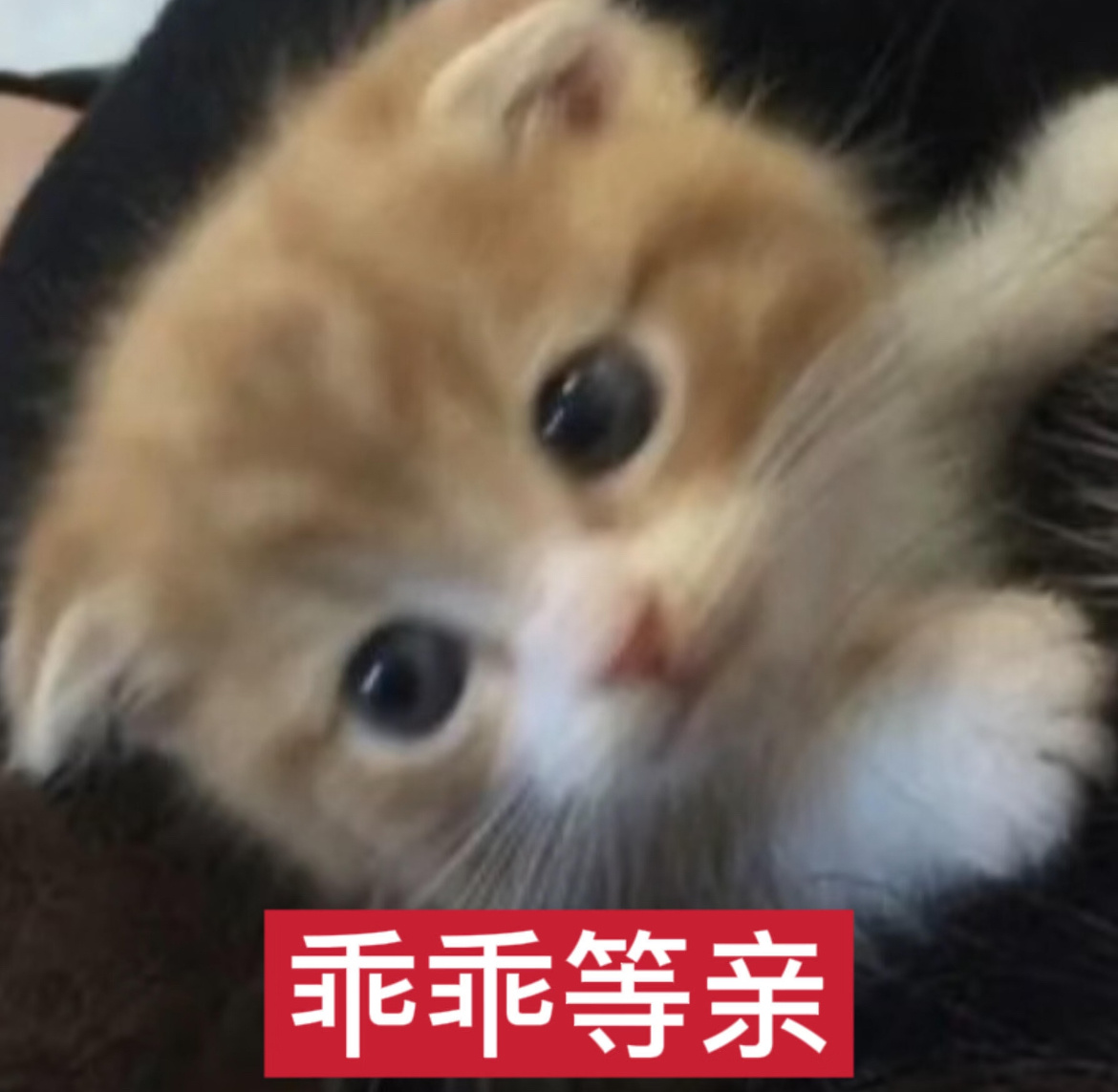 们老乡第18集看得我好嫉妒 鞠婧祎你好会亲啊 能不能来亲我 求你