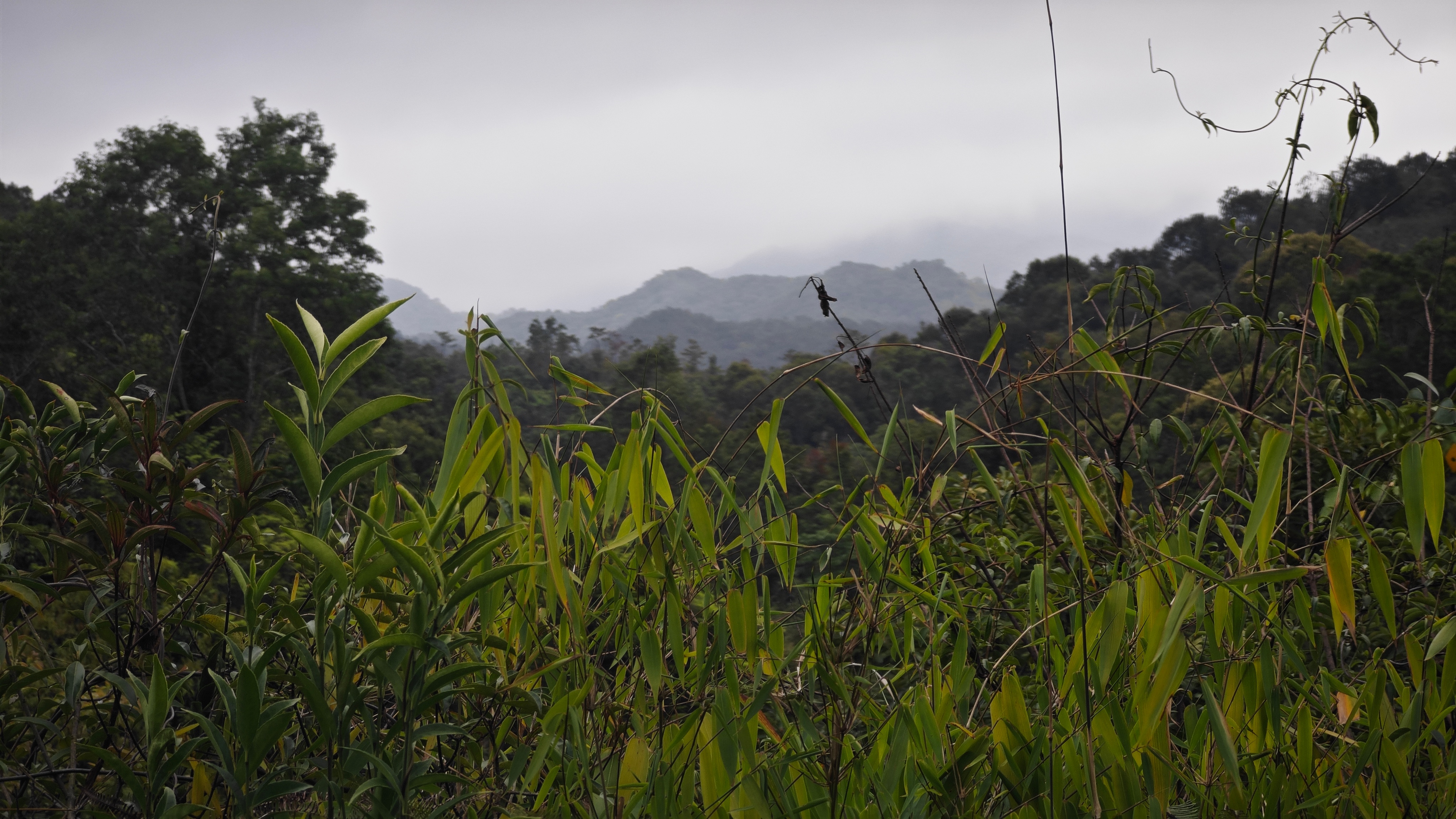 很喜欢乌禽嶂五一村象牙小组的这片沟谷雨林，是我见过粤东地区间断分布保存最好的热带
