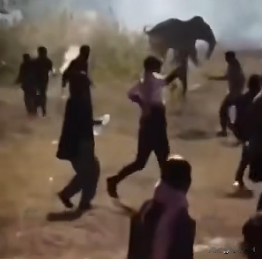 印度一头野生大象已经至少杀死了22人，它每天行进近30公里，贾坎德邦政府宣布进入