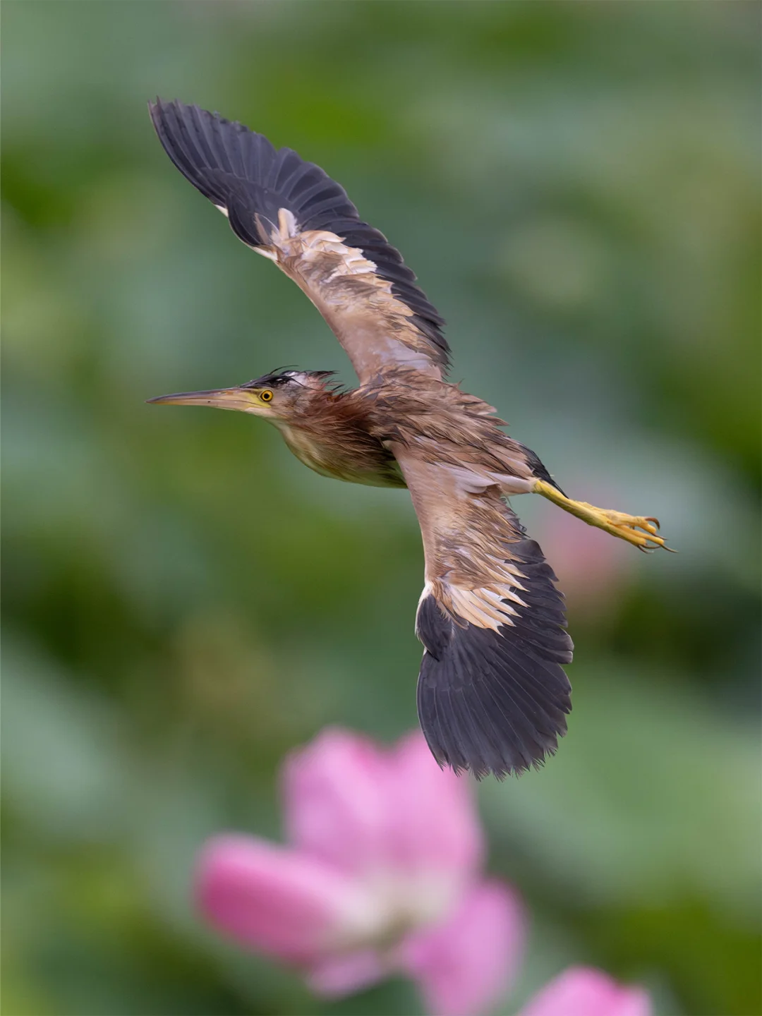 雨后黄苇鳽