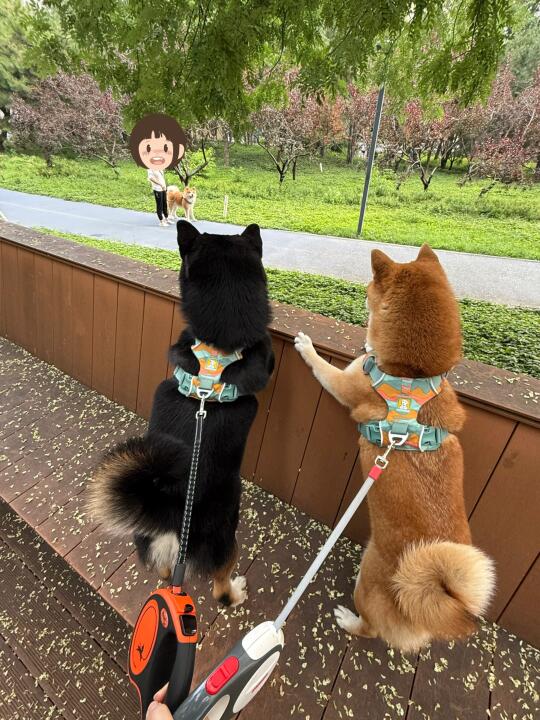 碰见老乡了！秋田vs柴犬！