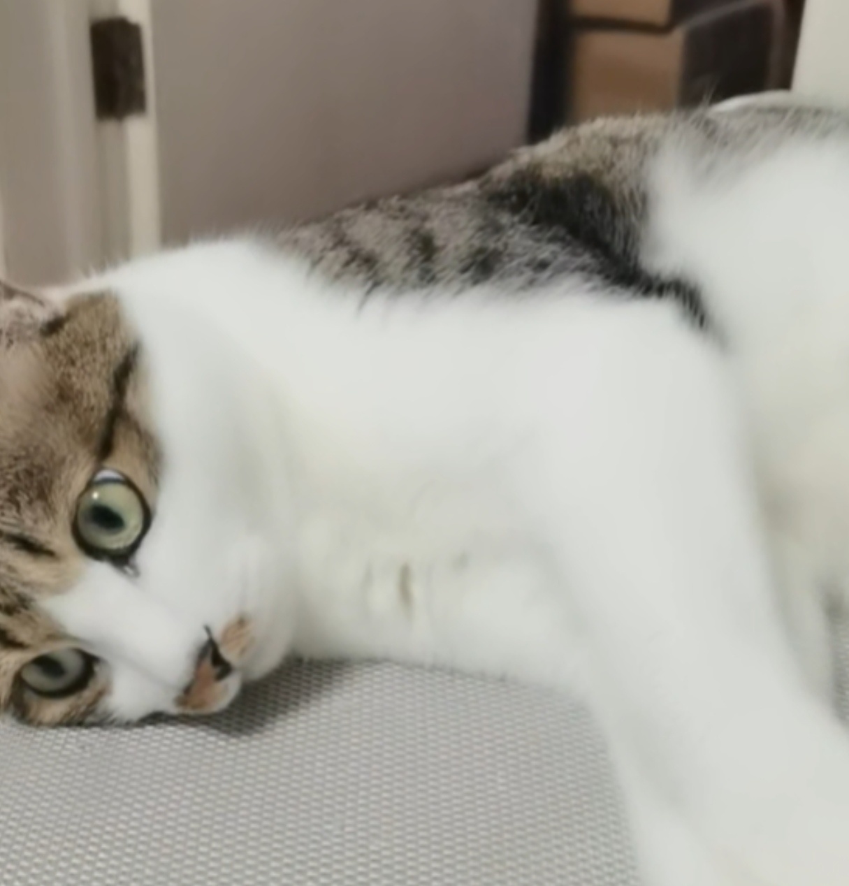 依旧糊猫TV