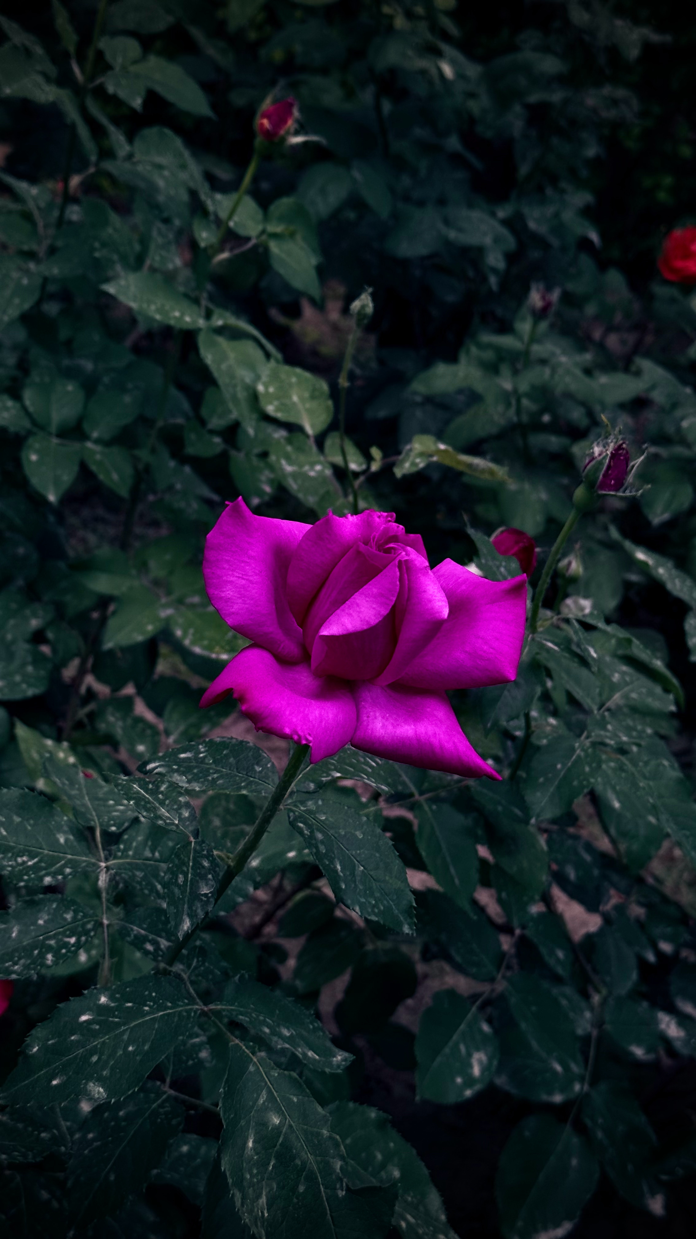 😎立夏|花开💜每一片蜷曲的紫都藏着未说出口的絮语是月光吻过的证据[羞嗒嗒][