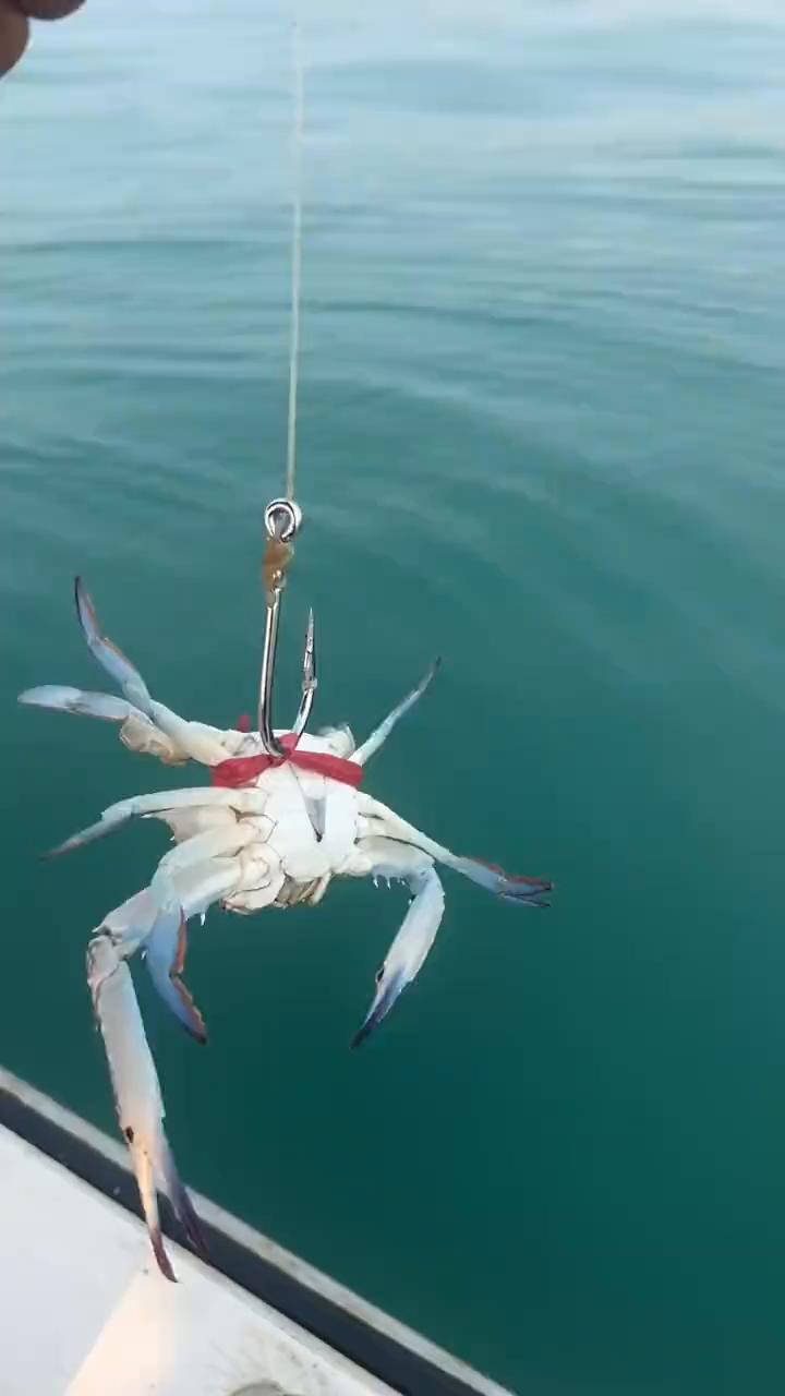 今晚有没有班车就靠你了。下去，中大班。这条大。有没有三十斤？有。我收上来了，扫上