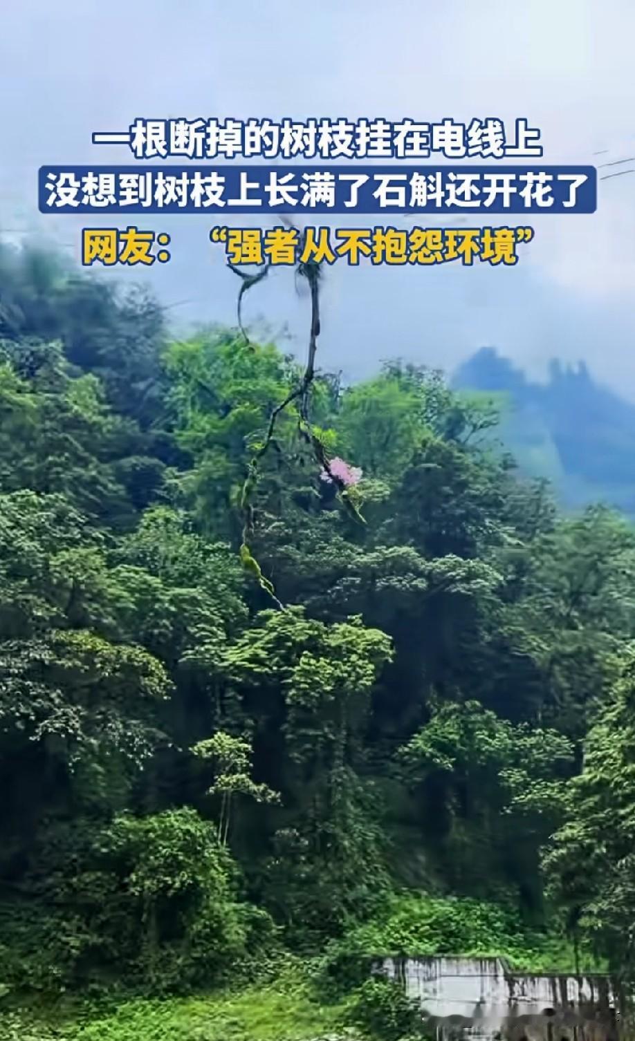 什么强者从不抱怨环境？不是环境恶劣了才顽强，只有适合的才是最好的。不适合的，再好
