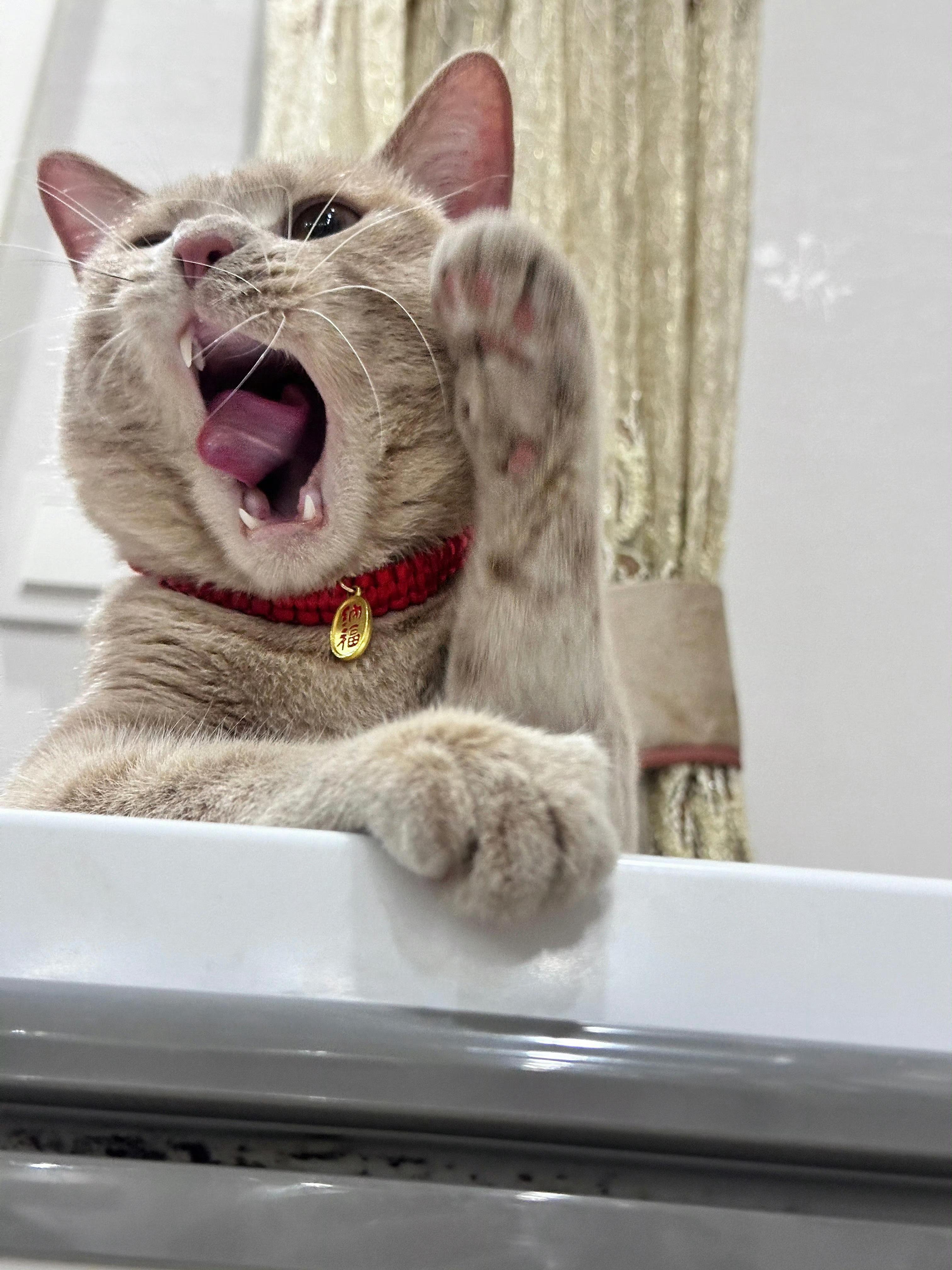 头像真的很影响聊天欲这就是我的头像，怎么样？反正我很满意[喵喵]橘子来了 ​​​