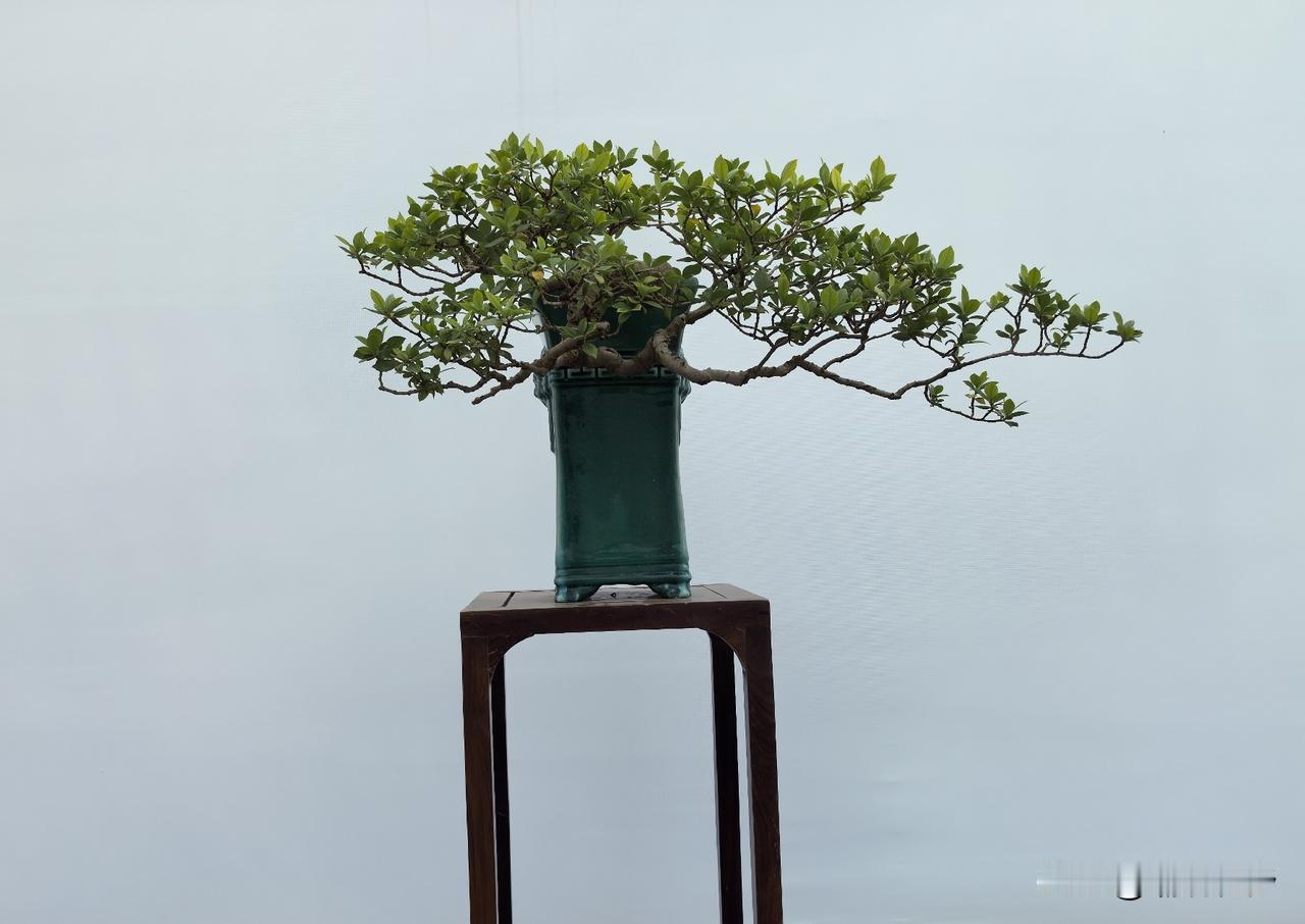 一树一盆一木几，
不争不抢，静默生长。