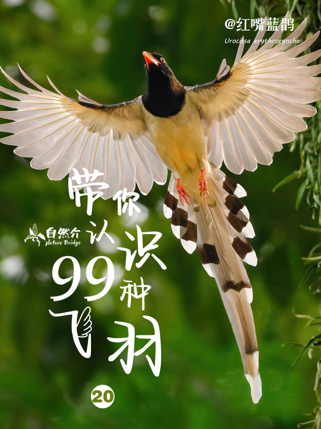 带你认识99种飞羽