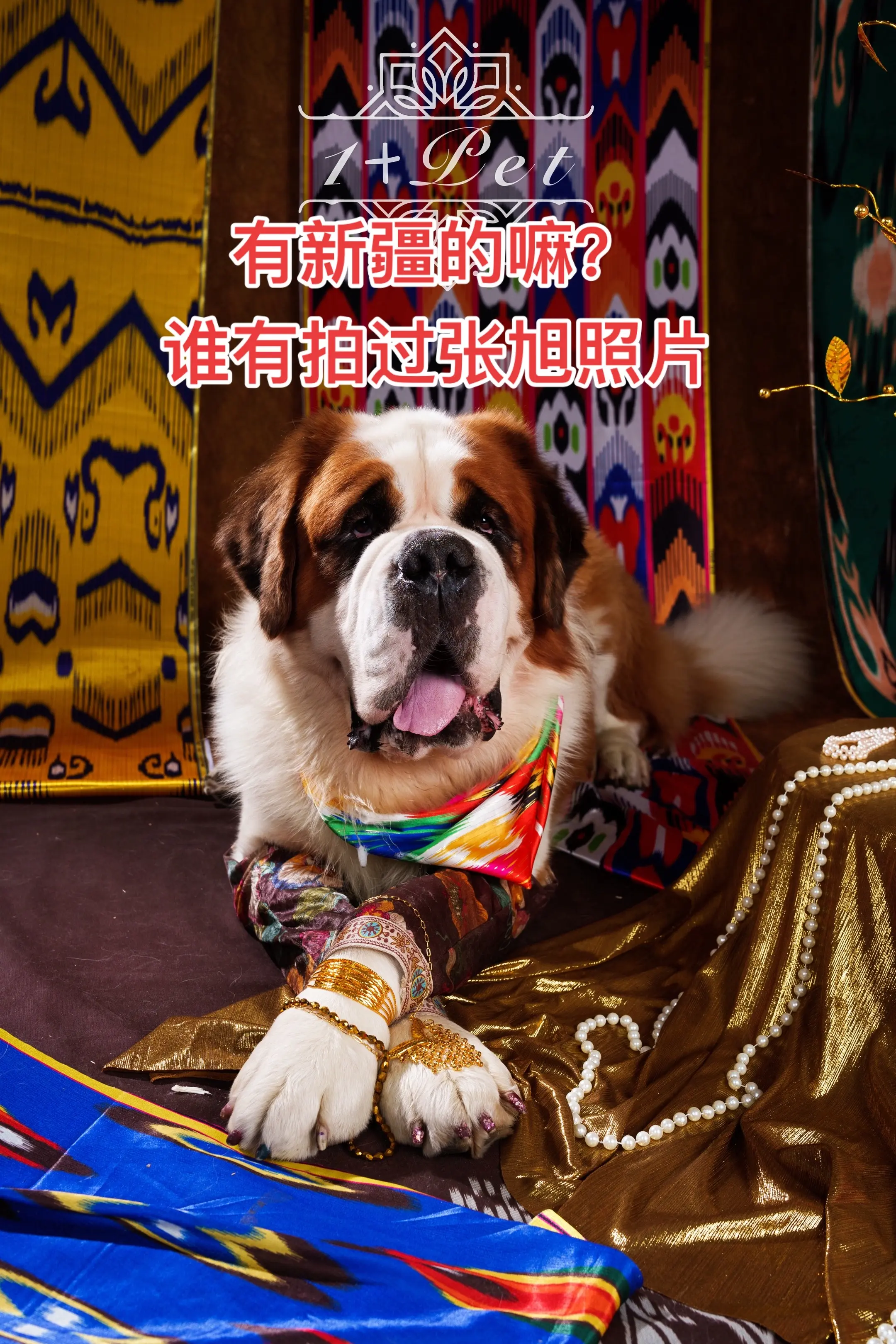 有新疆的嘛？ 有张旭照片嘛？