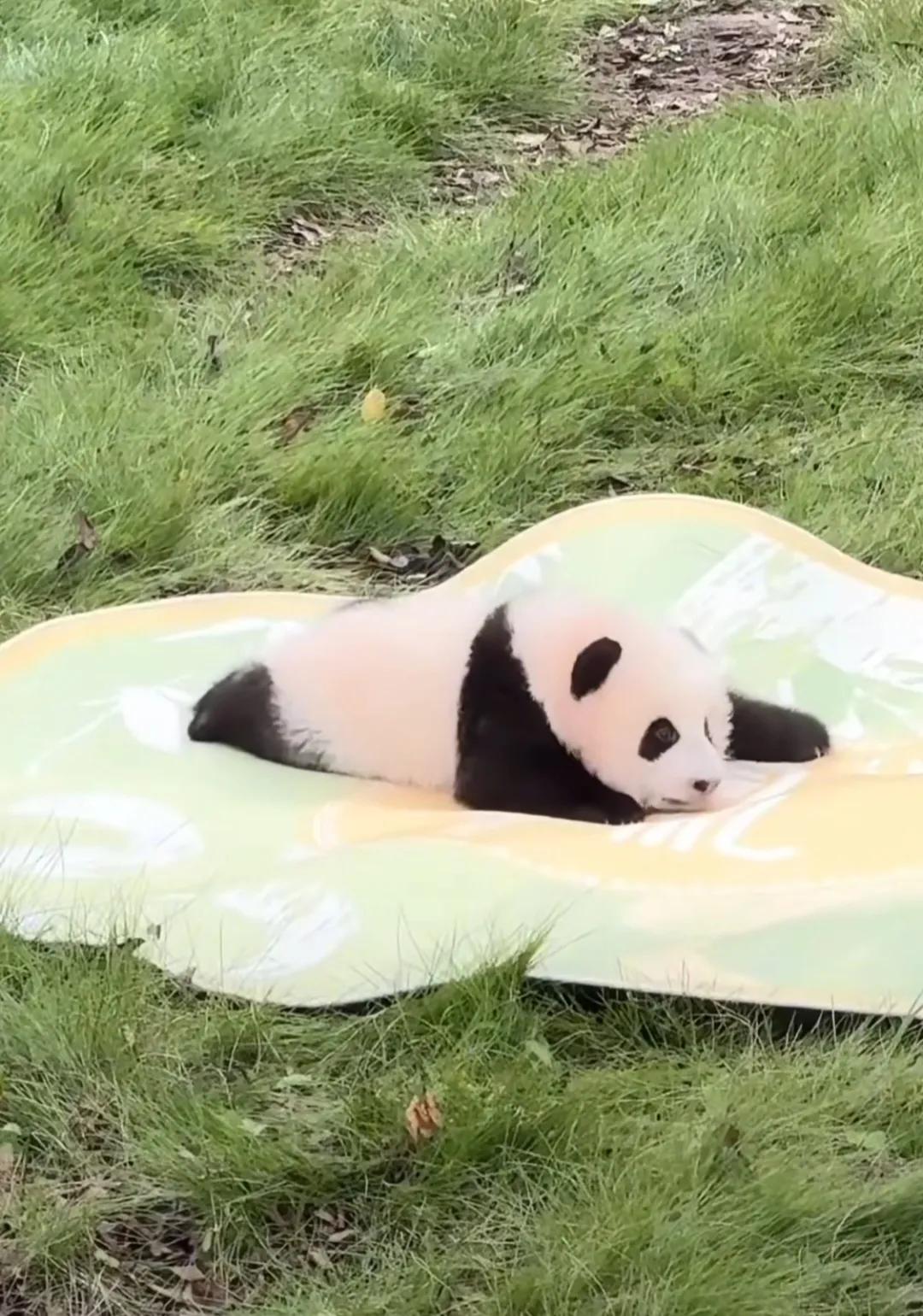 软软糯糯的熊猫幼崽奇三妹，粉粉的像水蜜桃，真的好可爱！
墩墩奶爸看着自己的外孙女