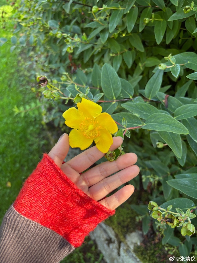 张婧仪意大利 plog 包含托斯卡纳明信片内容，画面里她坐在石板路上，身旁是盛开