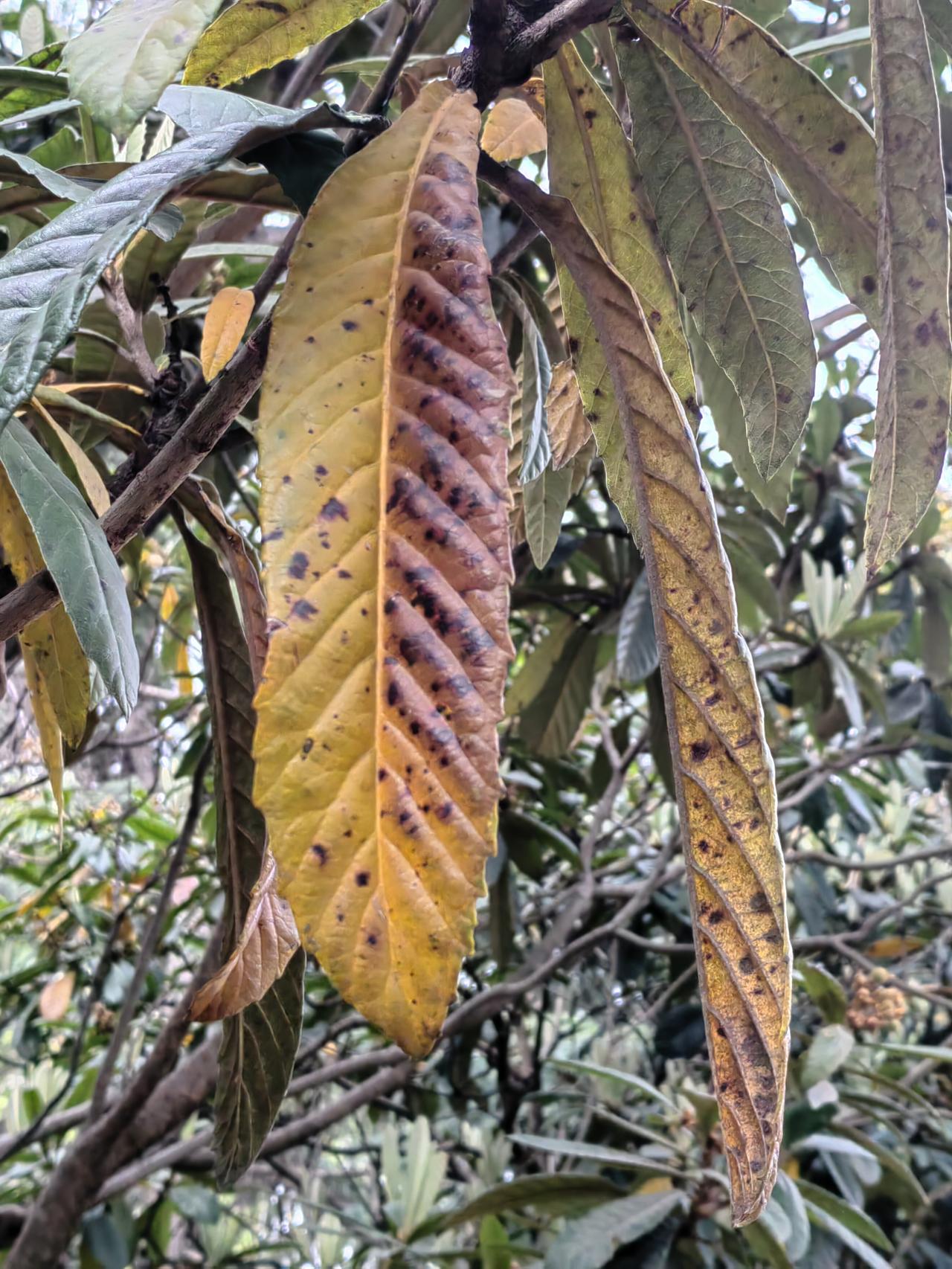 宋朝很有意思。打不过辽国就联合金国，打不过金国就联合蒙古，打不过西夏就联合吐蕃，