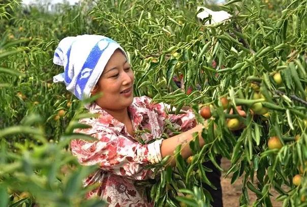 2025大荔冬枣新鲜上市
大荔冬枣脆甜现摘现发