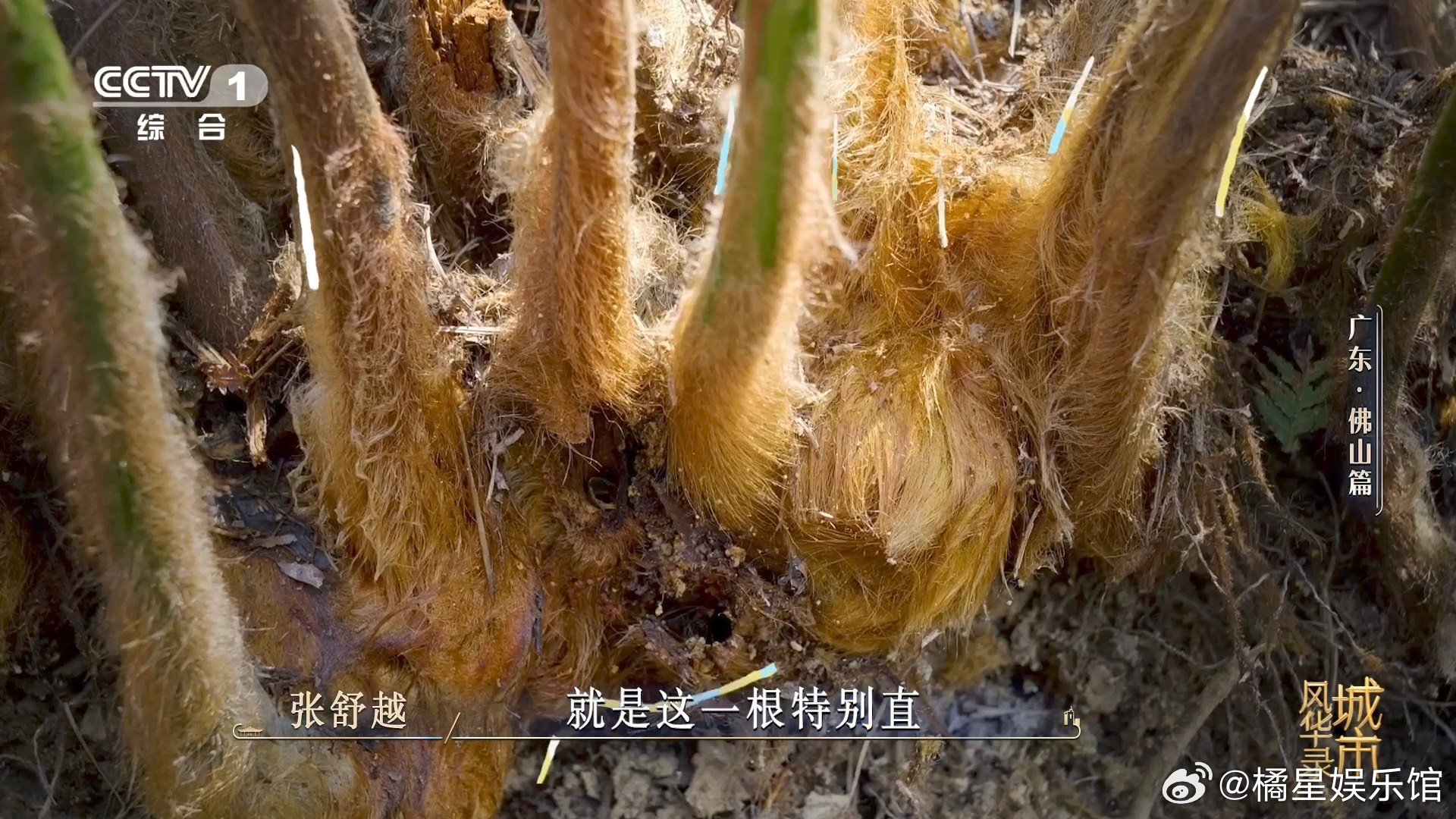 金毛狗是一种植物佛山在荒山种1000多万株树千万苗木染绿荒山，林下繁育金毛狗，既